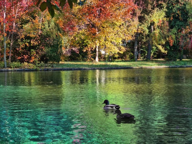 lacul-amenajat-in-interiorul-gradinii-botanice-pe-care-stau-rate