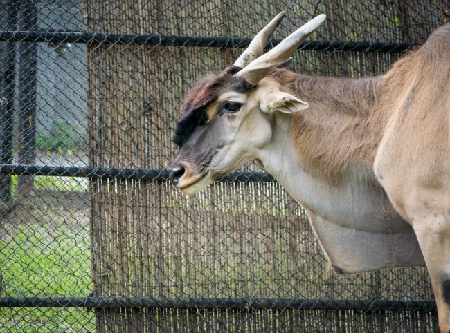 antilopa-in-cusca-de-la-gradina-zoologica-din-bucuresti