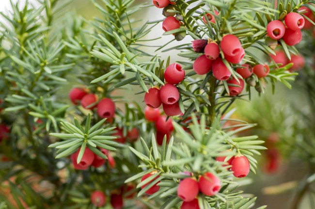 fructe-mici-rosiatice-din-coniferul-tisa