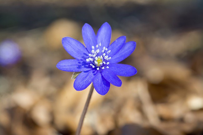 floare-mica-mov-numita-crucea-voinicului