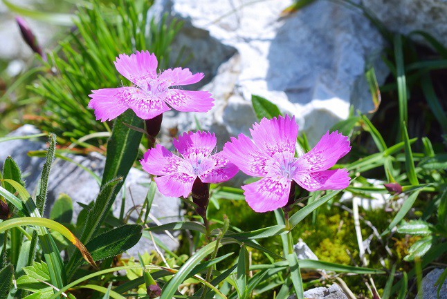 gaofita-cu-flori-roz