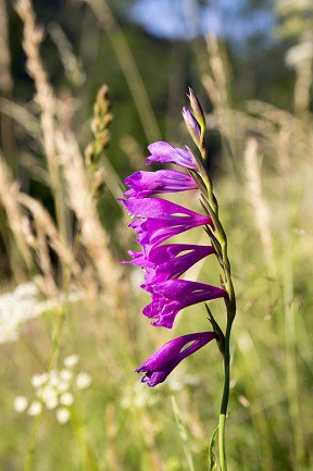 gladiola-salbatica-care-are-este-de-culoare-mov