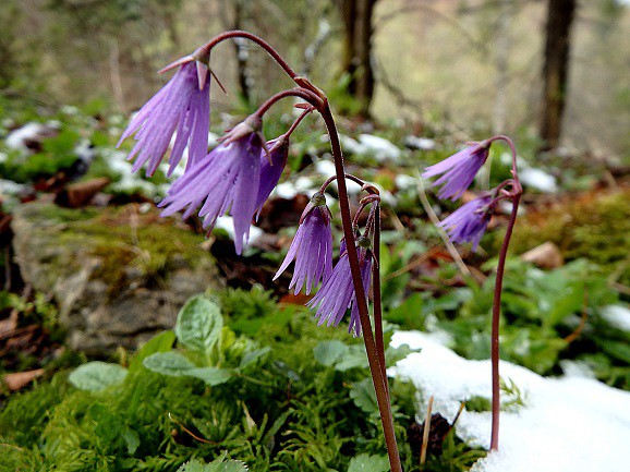 floarea-de-piticul-alpin-de-culoare-mov