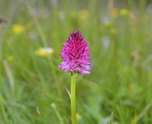 floare-roz-de-sangele-voinicului