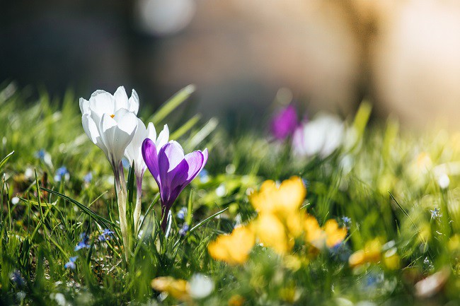 floare-alba-si-mov-pe-o-pajiste-cu-iarba