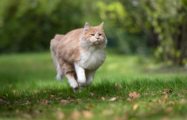 pisica-ragdoll-cu-blana-lunga-care-sare-in-iarba