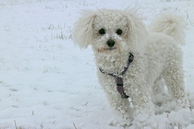 câini care nu lasă păr-Bichon Frisé