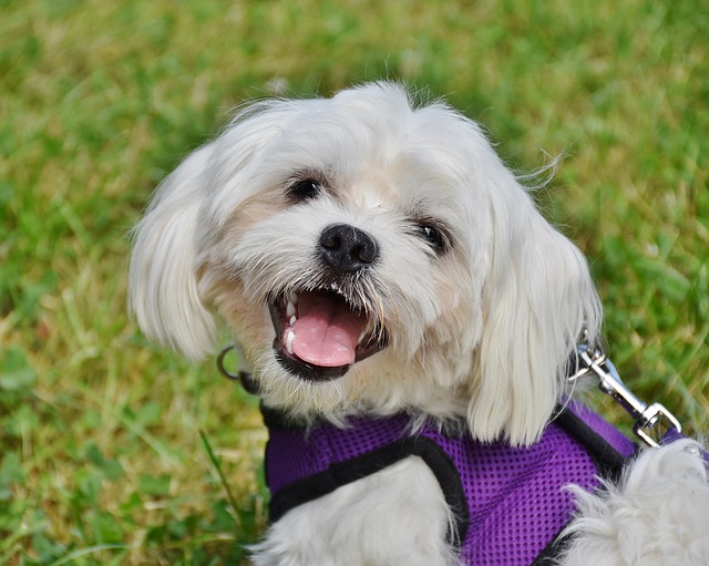 câini care nu lasă păr-Bichon maltez