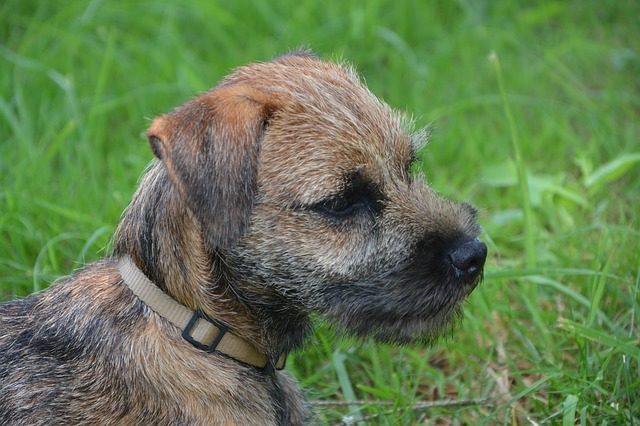 câini care nu lasă păr-Border Terrier