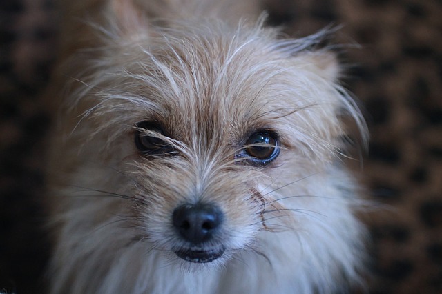 câini care nu lasă păr-Cairn Terrier