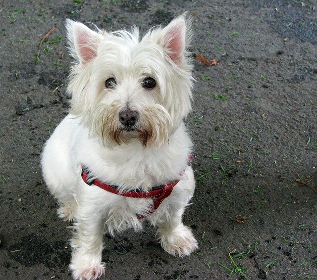 câini care nu lasă păr-West Highland White Terrier