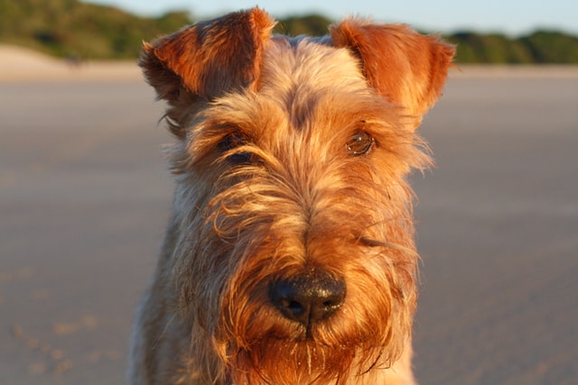 câini care nu lasă păr-Wheaten Terrier