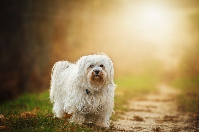 câini care nu lasă păr-bichon havanez