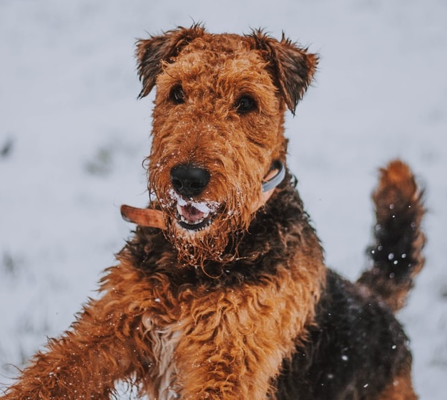 câini care nu lasă păr-kerry blue terrier