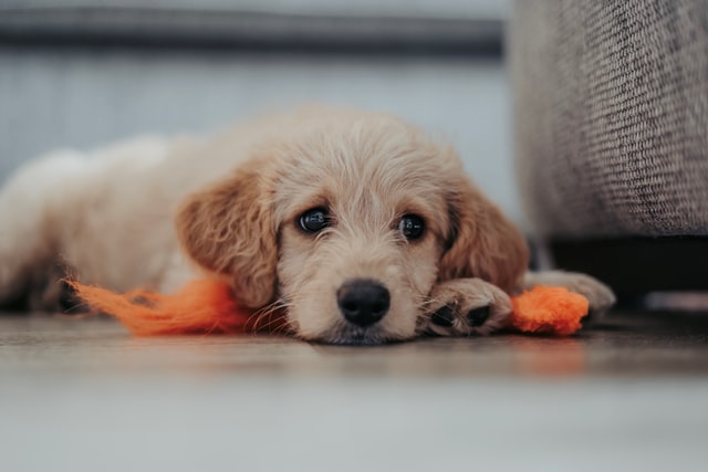 câini care nu lasă păr-labradoodle