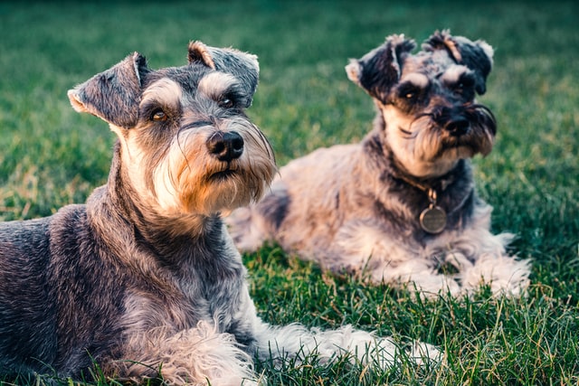 câini care nu lasă păr-schnautzer pitic