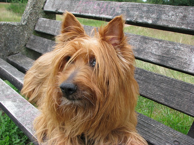 câini care nu lasă păr-terrier australian