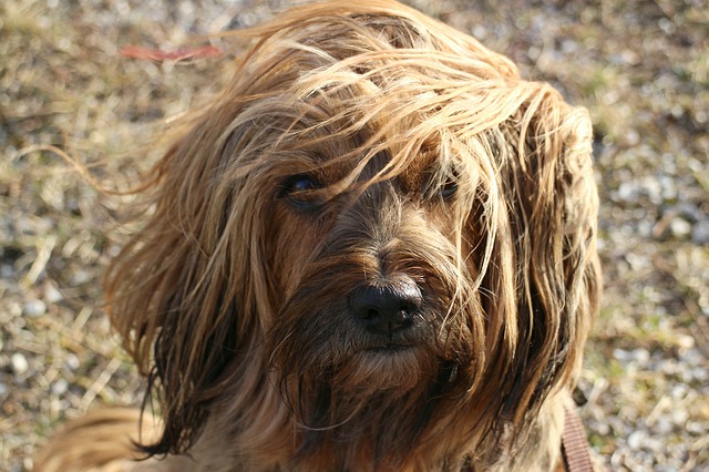 câini care nu lasă păr-terrier tibetan