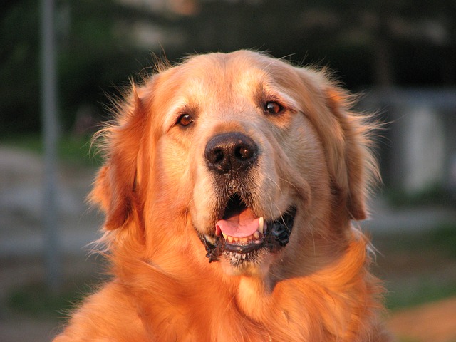 golden-retriever 