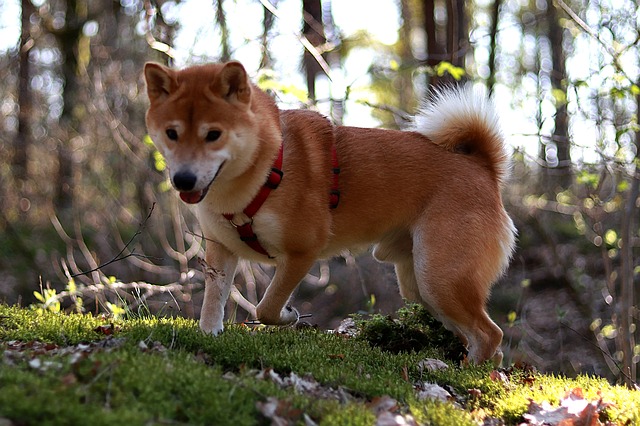 rase-de-caini-care-nu-latra-Shiba-Inu