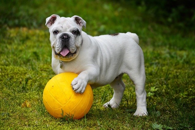 rase-de-caini-care-nu-latra-english-bulldog