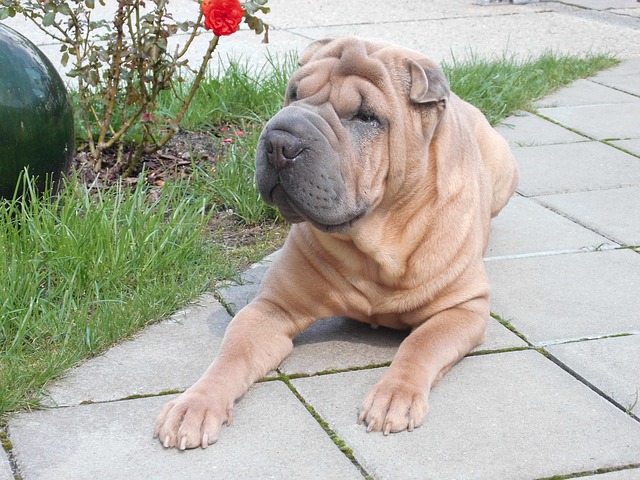 rase-de-caini-care-nu-latra-shar-pei