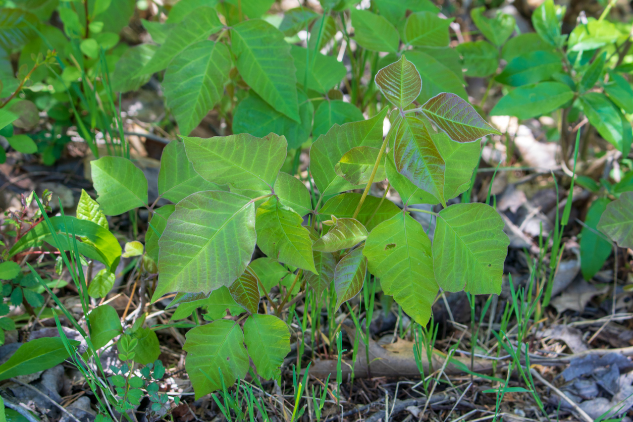 iedera-otravitoare-planta