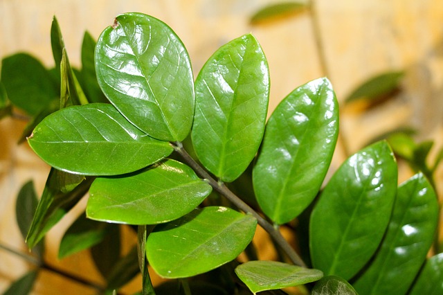 Frunze-versi-lucioase-de-Zamioculcas