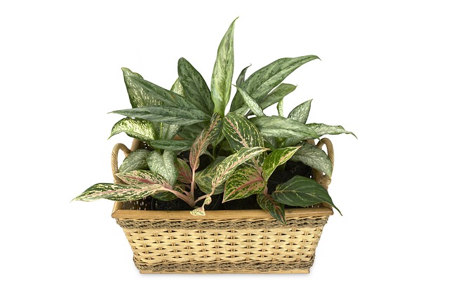 Aglaonema-in-ghiveci-de-paie-pe-fundal-alb