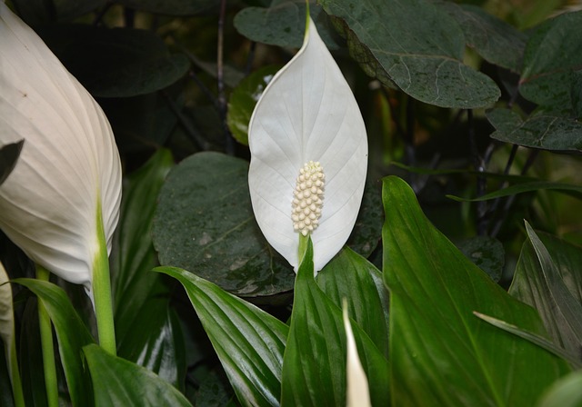 Floare-crinul-pacii-in-ghiveci