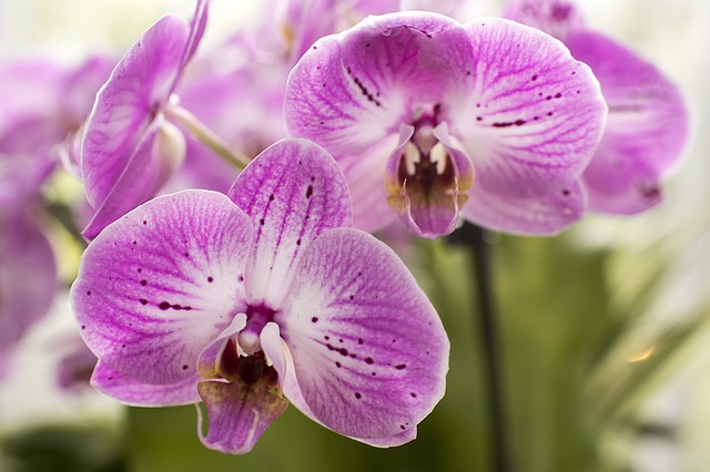 Floare-orhidee-molie-mov