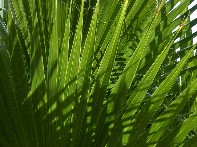 Frunze-de-palmier-pitic-in-bataia-soarelui