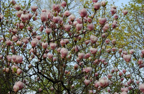 copac-plin-cu-flori-de-magnolie-in-cotroceniu-poza-in-detaliu