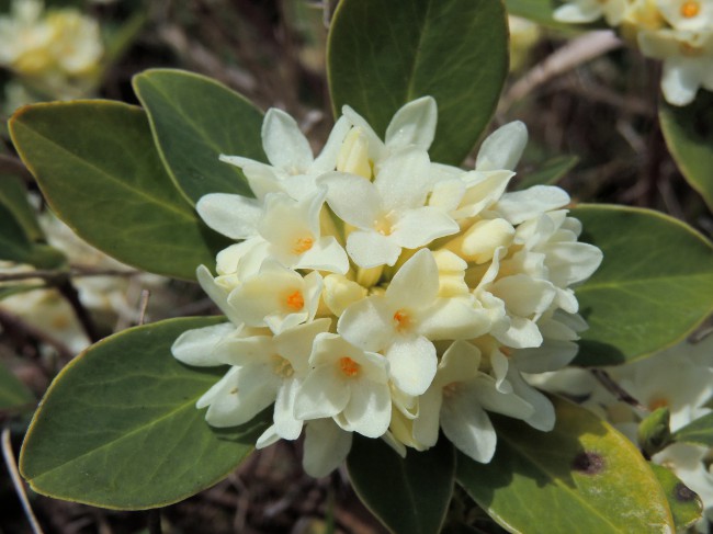 Floare de Ghiocel de Ppostavar la marginea unei stanci