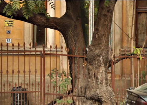 otetarul-din-dionisie-lupul-copacul-care-a-inghitit-un-gard-poza-din-departare