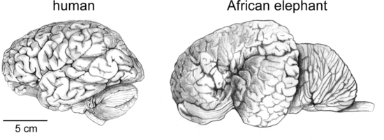Creierul uman in comparatie cu cel al elefantului