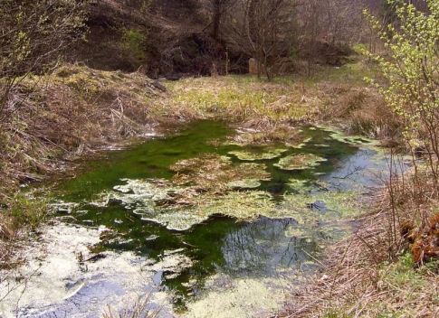 poza-cu-balta-vrajitoarelor-o-apa-verde-cu-multa-vegetatie-de-jur-imprejur