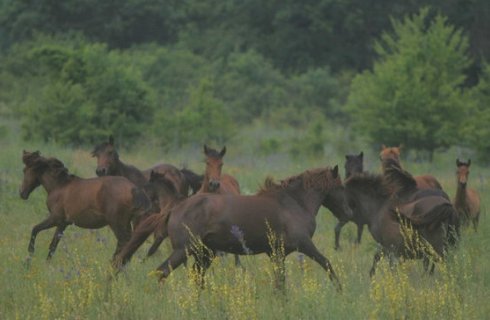 Caii salbatici de la Letea