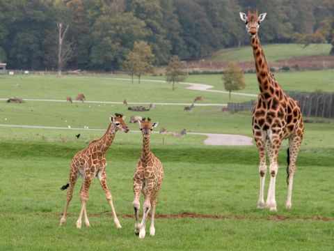 Woburn safari park