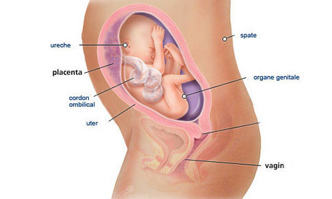 Bebelusul la 26 de saptamani de sarcina