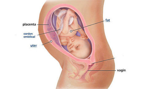 Bebelusul la 31 de saptamani de sarcina