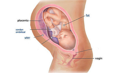 Bebelusul la 35 de saptamani de sarcina