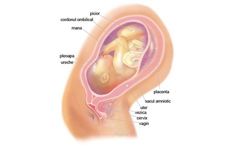 Bebelusul la 41 de saptamani de sarcina