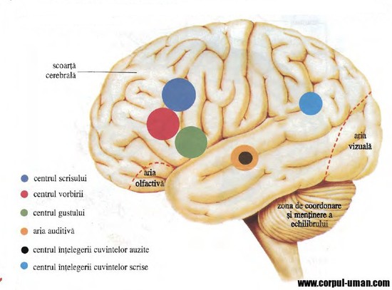 Curiozitati despre creierul uman