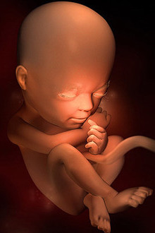 Bebelusul la 23 de saptamani de sarcina