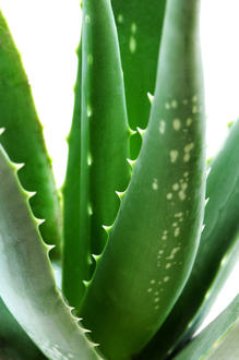 Planta aloe vera in tratarea psoriazisului